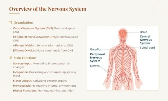 Mastering Medical School Anatomy Slides Nervous System Content